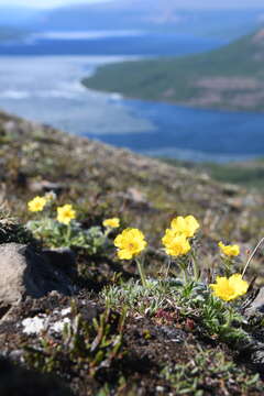 Слика од Geum glaciale J. E. Adams ex Fisch.