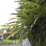 Image of Weeping Fern