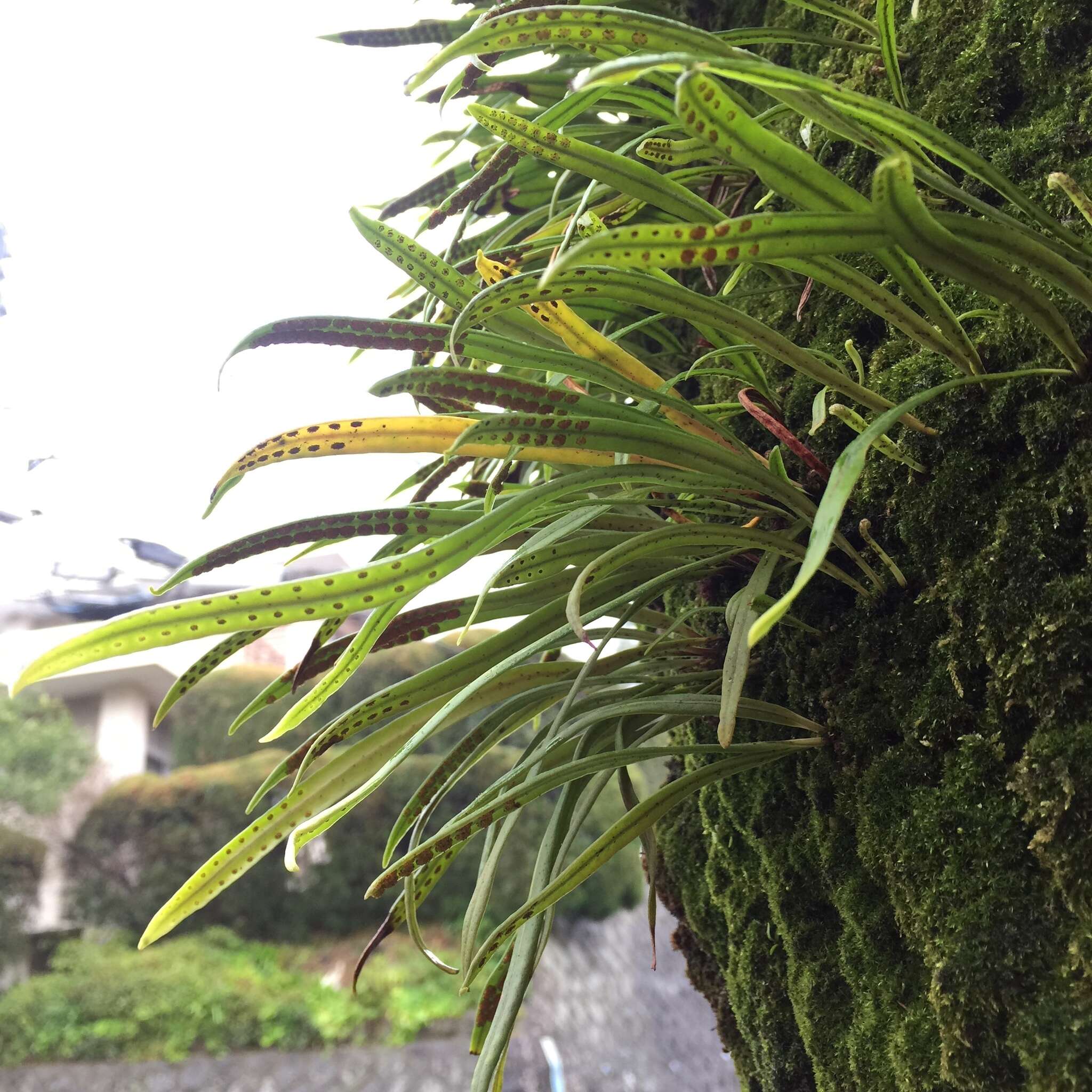 Image of Weeping Fern