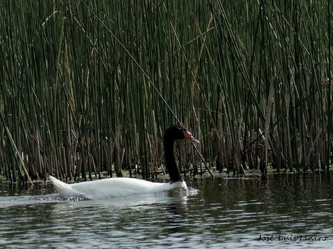 Image of Black-necked Swan