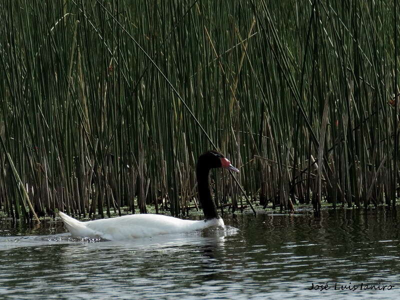 Imagem de Cisne-de-pescoço-preto