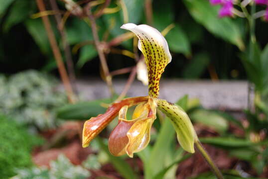 Image of Gratix's Paphiopedilum