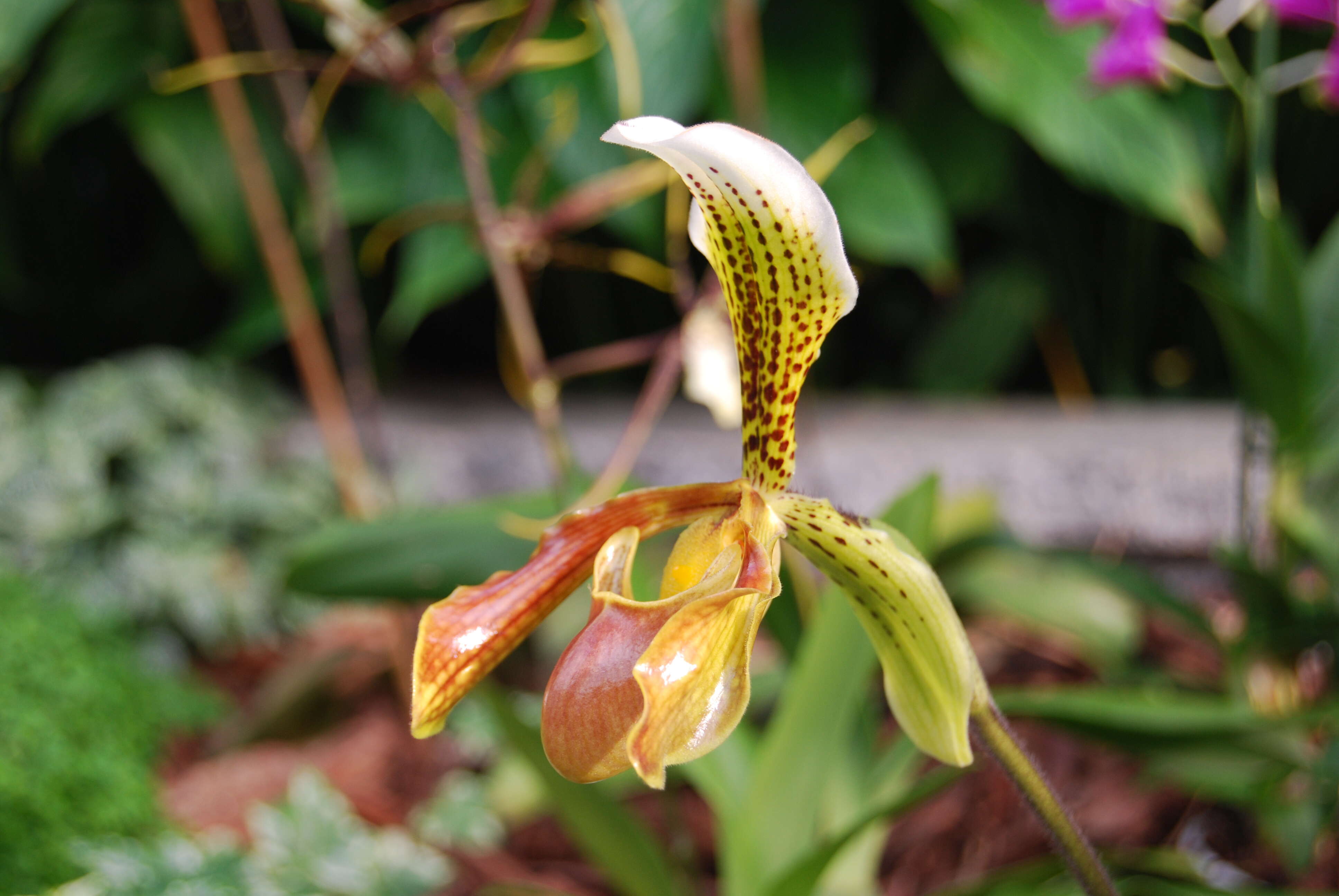 Слика од Paphiopedilum gratrixianum Rolfe