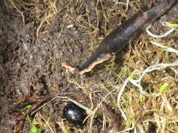 Image of New Zealand flatworm