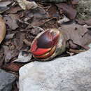 Image of Caribbean hermit crab