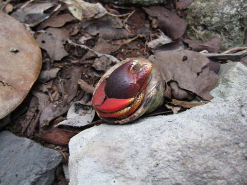 Image of Caribbean hermit crab