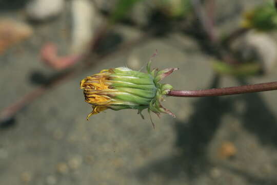 Image of Taraxacum pectinatiforme H. Lindb. fil.