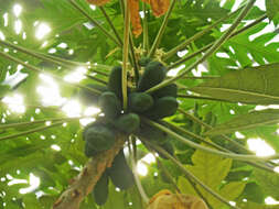 Image of papaya