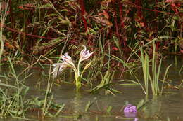 Image of Crinum ornatum (Aiton) Herb.