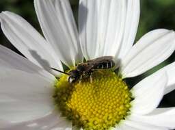 Halictus maculatus Smith 1848的圖片