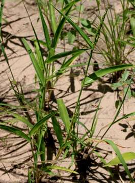 Plancia ëd Brachiaria texana (Buckley) S. T. Blake