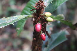 Imagem de Erythroxylum macrophyllum Cav.