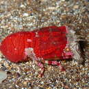 Image of pygmy locust lobster