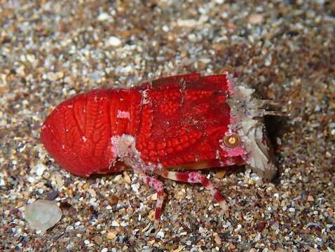 Image of pygmy locust lobster