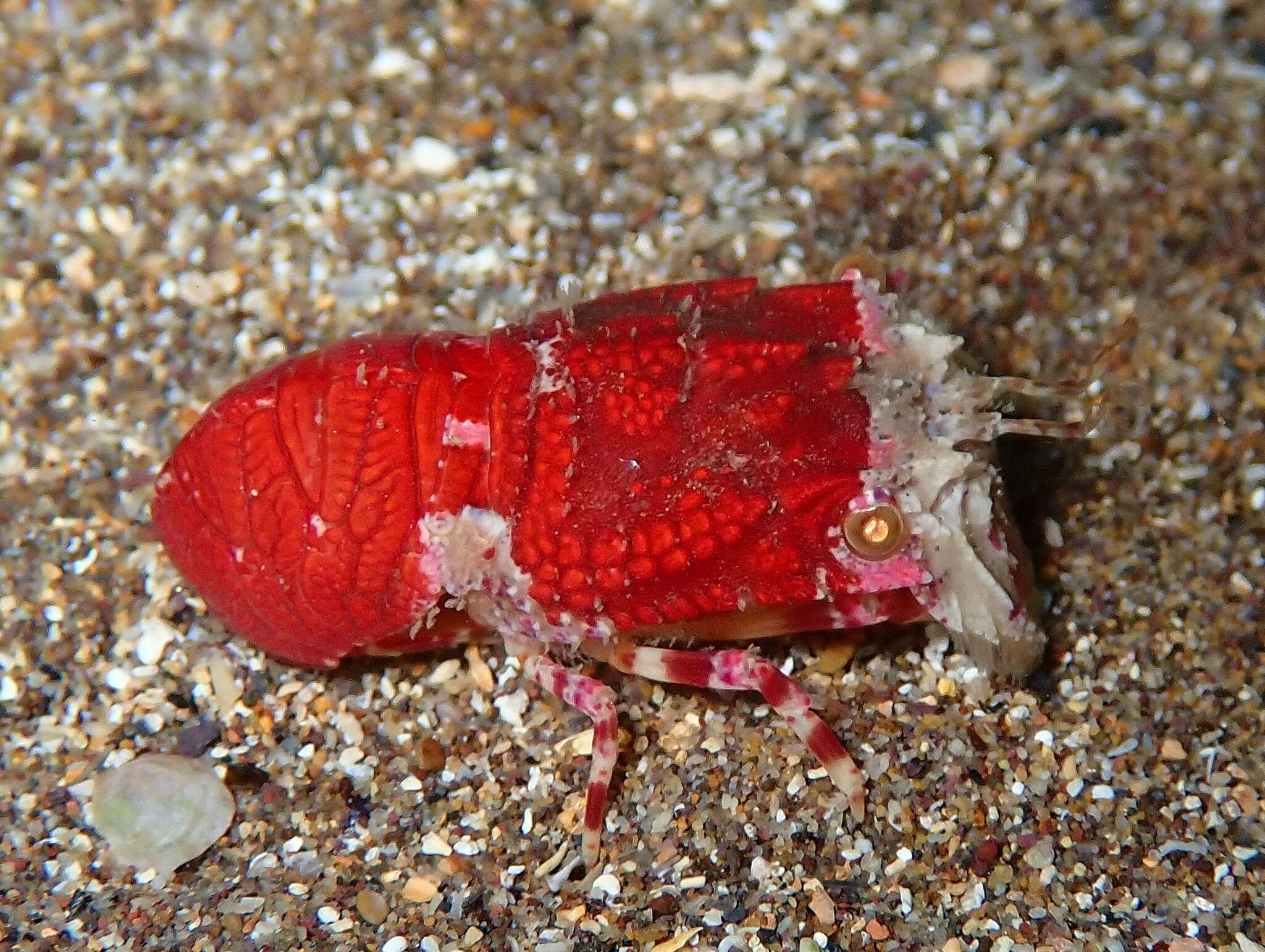 Image of pygmy locust lobster