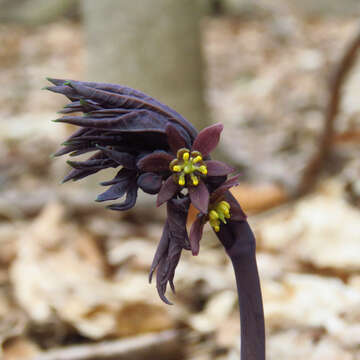 Image of giant blue cohosh