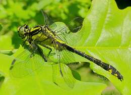 Image of Club-tailed Dragonfly