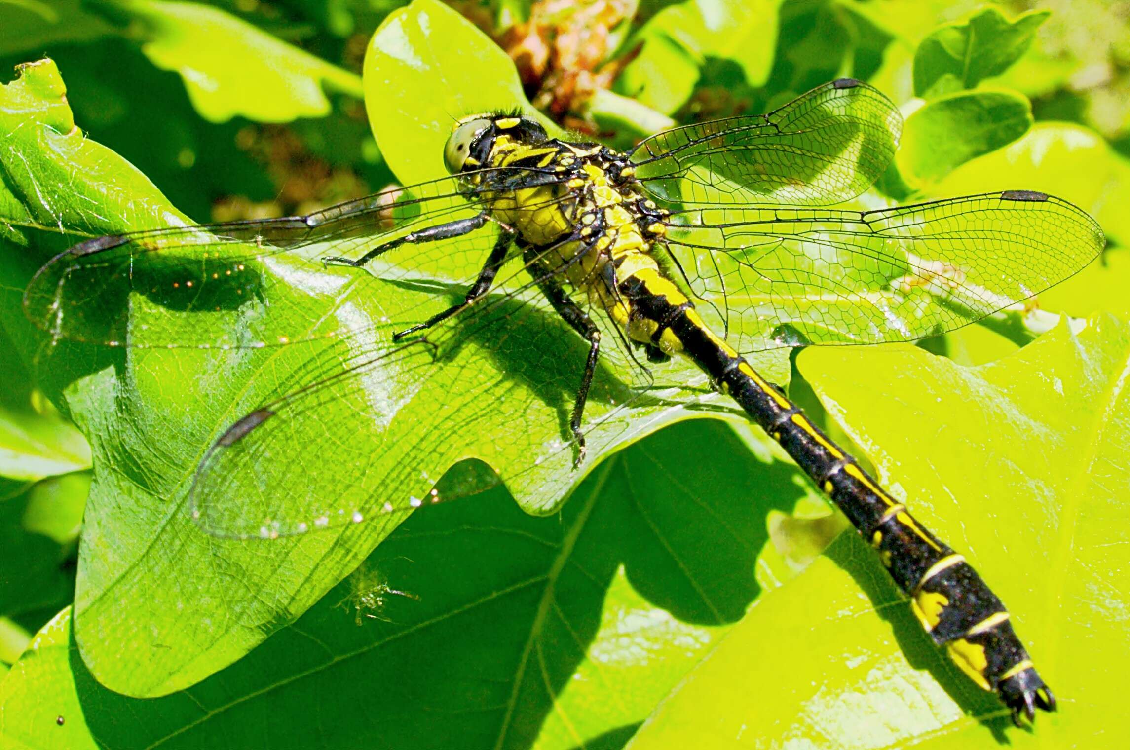 Image of Club-tailed Dragonfly