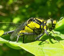 Image of Club-tailed Dragonfly