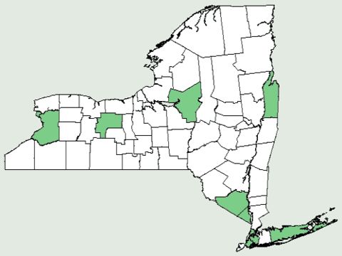 Map of creeping woodsorrel