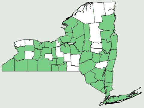 Map of common yellow oxalis