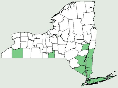 <span class="translation_missing" title="translation missing: en.medium.untitled.map_image_of, page_name: violet woodsorrel">Map Image Of</span>