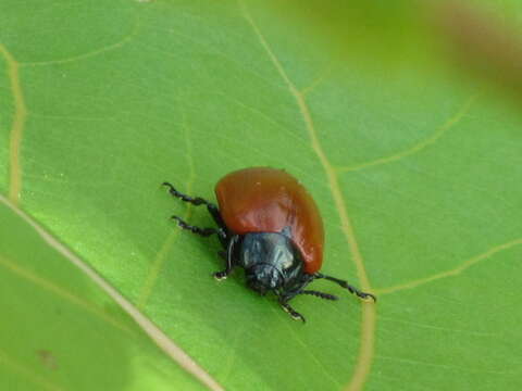 Image of Chrysomela populi