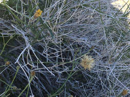 Image of sweetbush