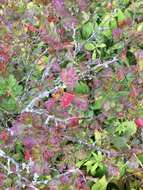 Image de Ribes rotundifolium Michx.