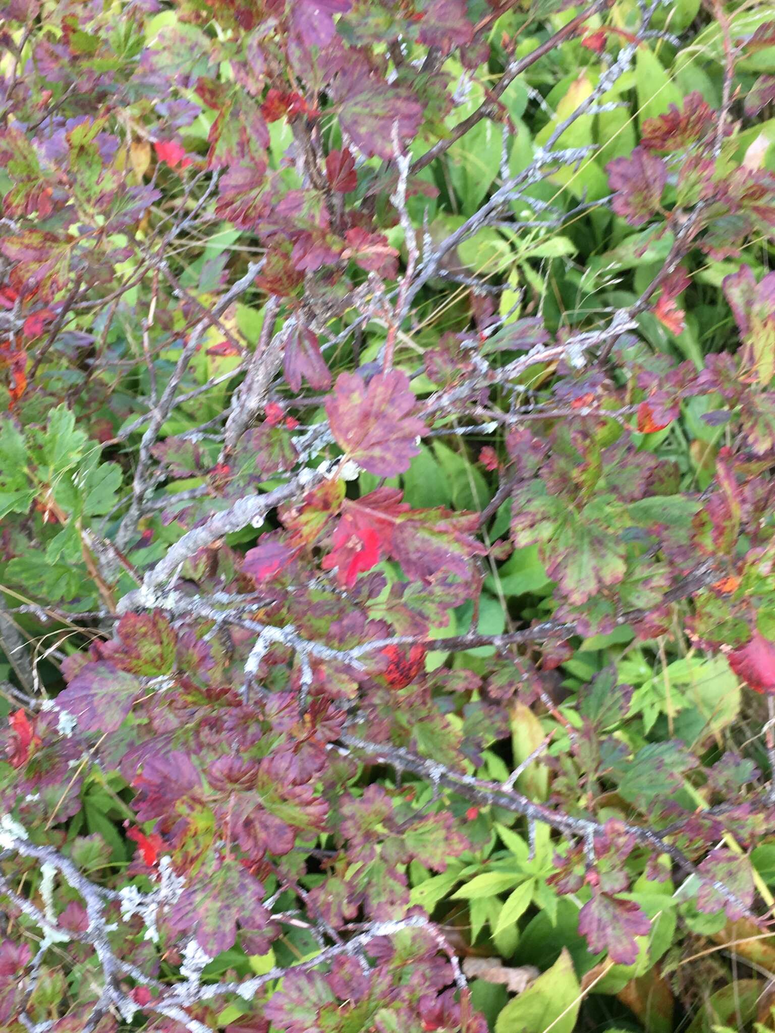 Image de Ribes rotundifolium Michx.