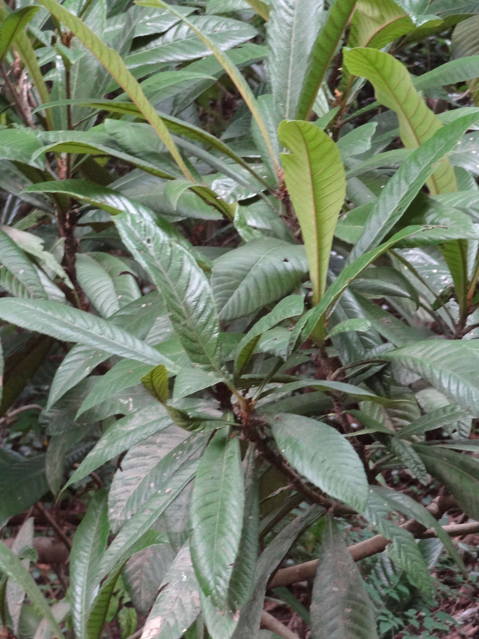 Image of Loquats