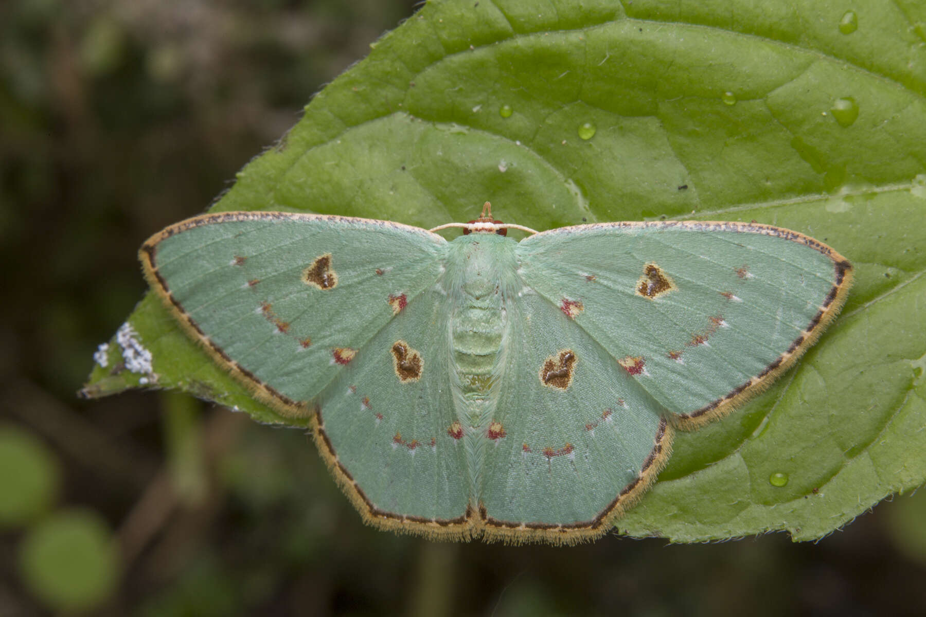 Image of Comostola orestias Prout 1934