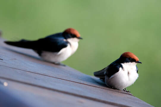 Hirundo smithii Leach 1818 resmi