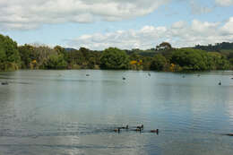 Image of New Zealand Scaup