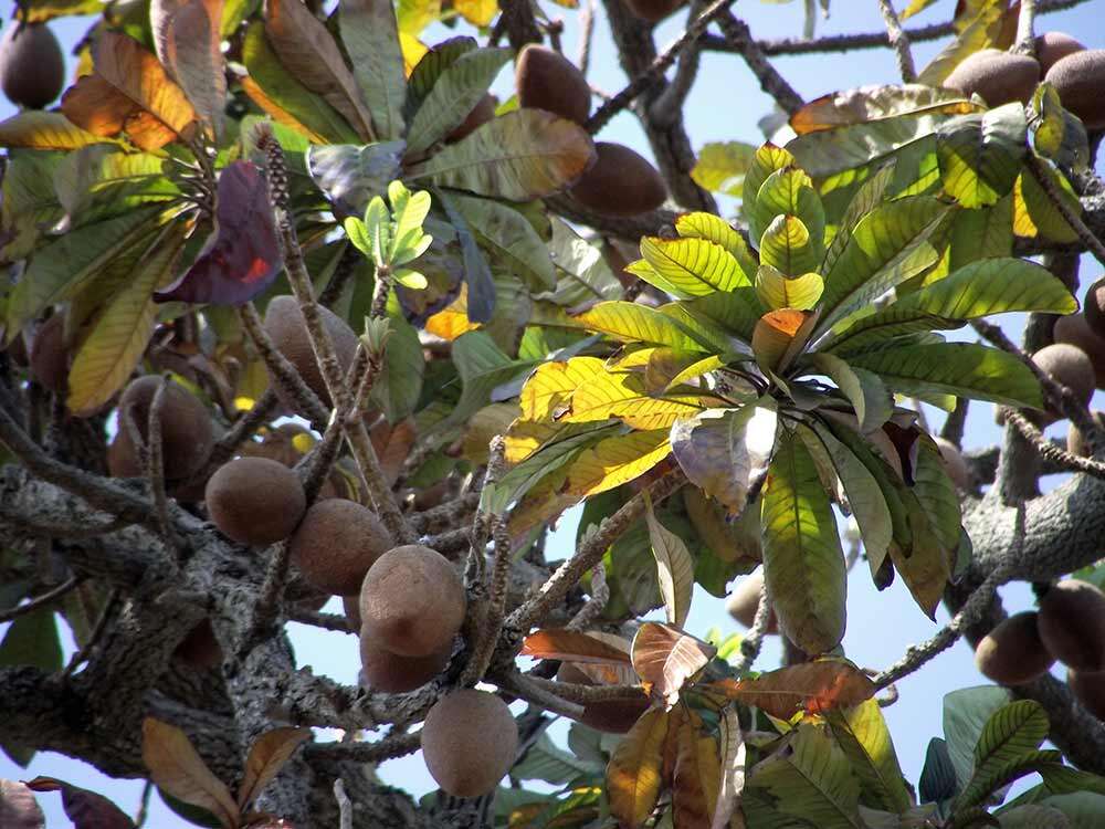 Image de Abricotier des Antilles