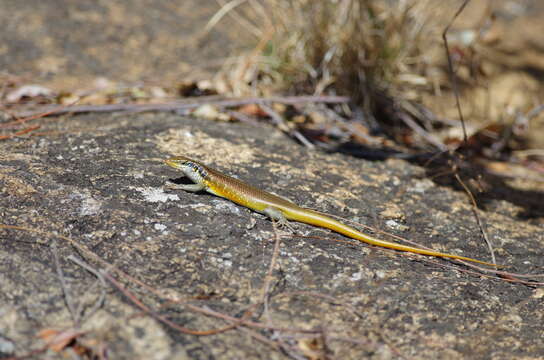 Image of Five-lined Skink