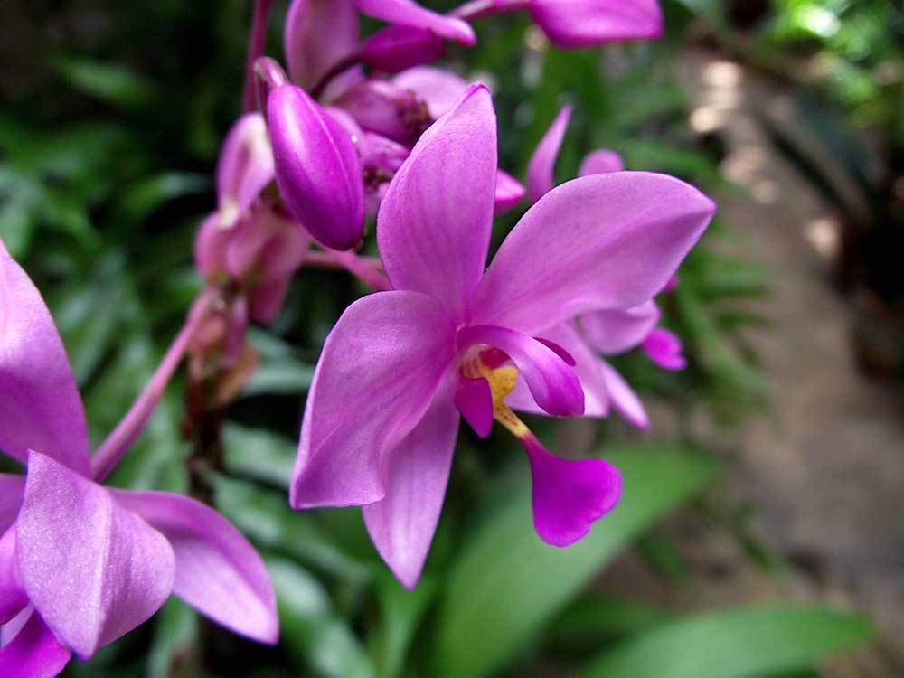 Philippine Ground Orchid Media Encyclopedia Of Life