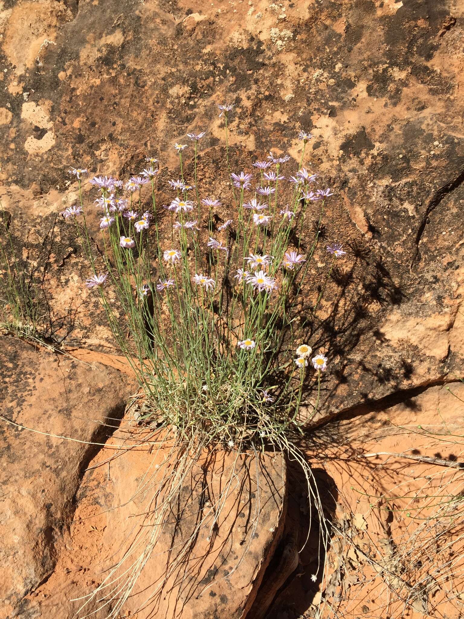 Image of Utah fleabane