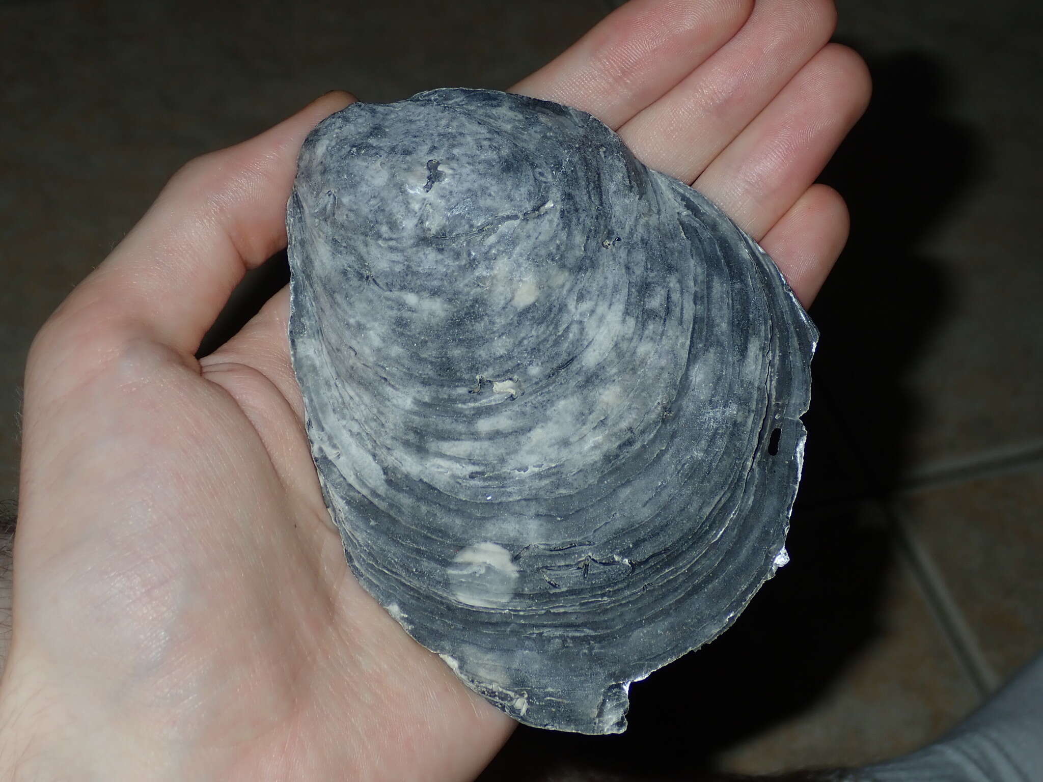 Image of Angasi oyster