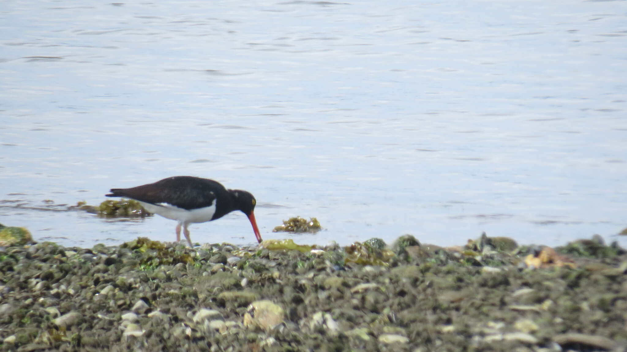 Image of Magellanic Oystercatcher