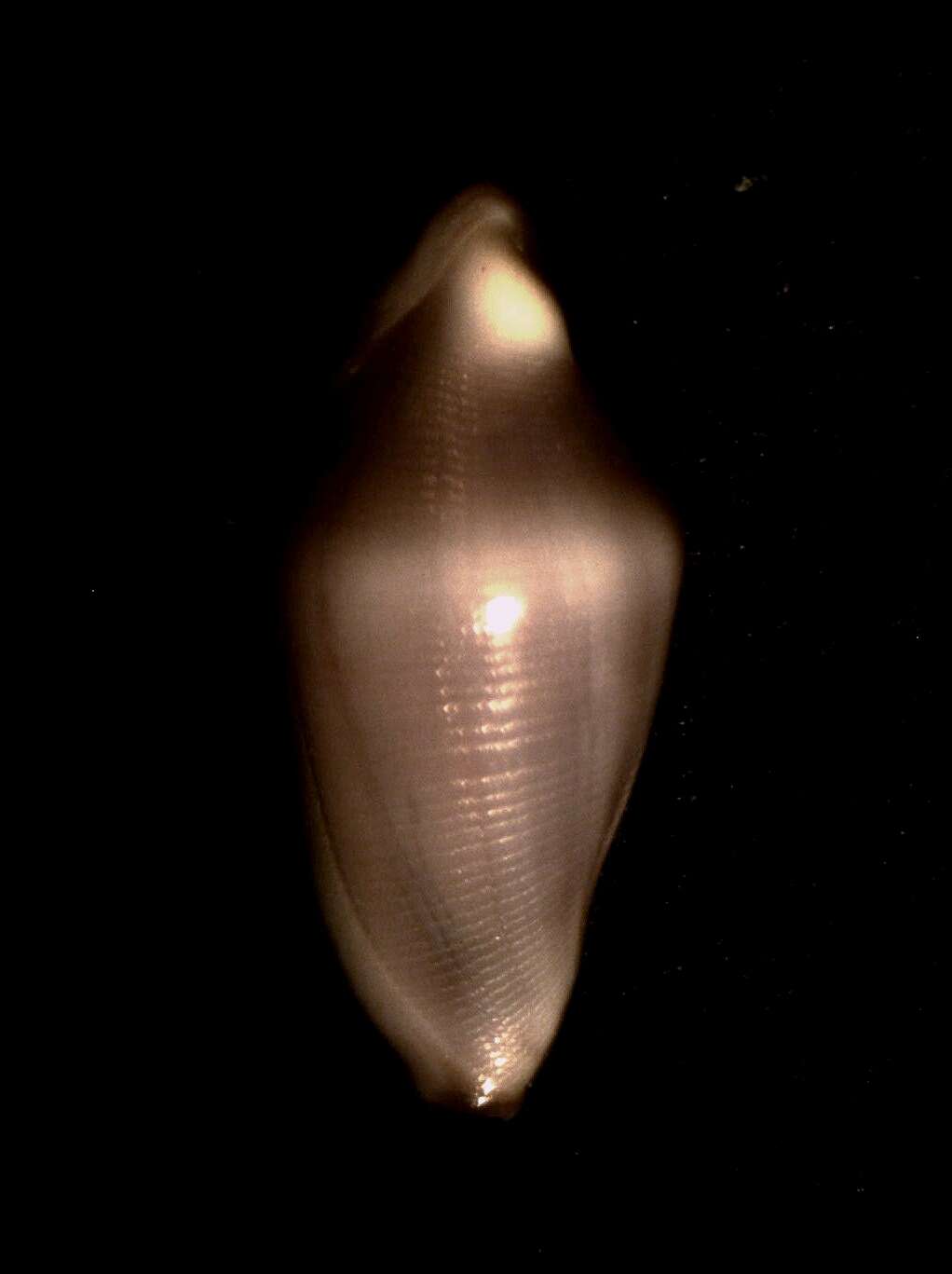 Image of Cuspivolva allynsmithi (C. N. Cate 1978)