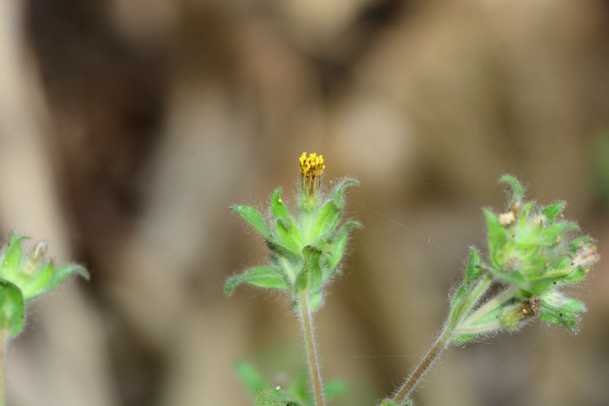 Image of Blumea belangeriana DC.