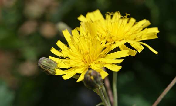 Image of New England hawkweed