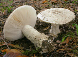 Image of Amanita strobiliformis (Paulet ex Vittad.) Bertill. 1866