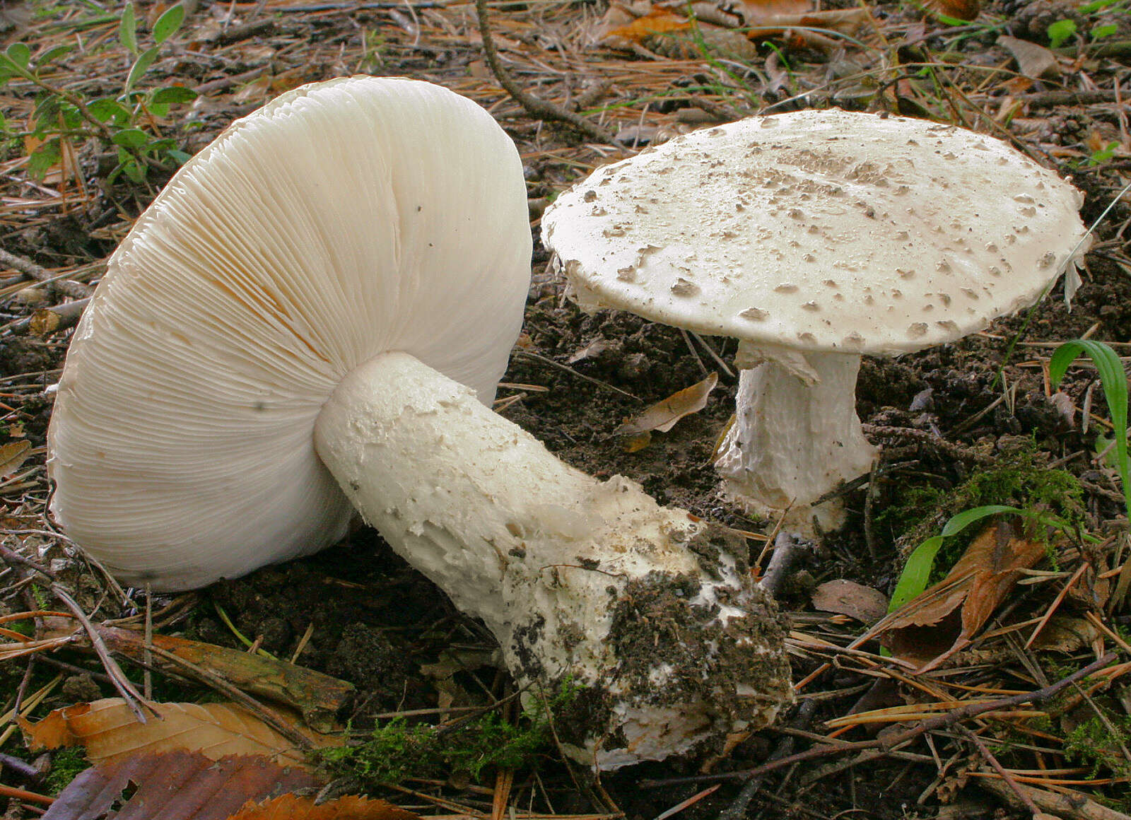 Image of Amanita strobiliformis (Paulet ex Vittad.) Bertill. 1866