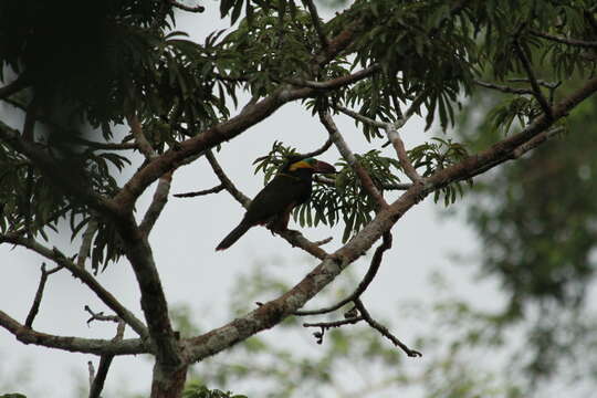 Image of Golden-collared Toucanet