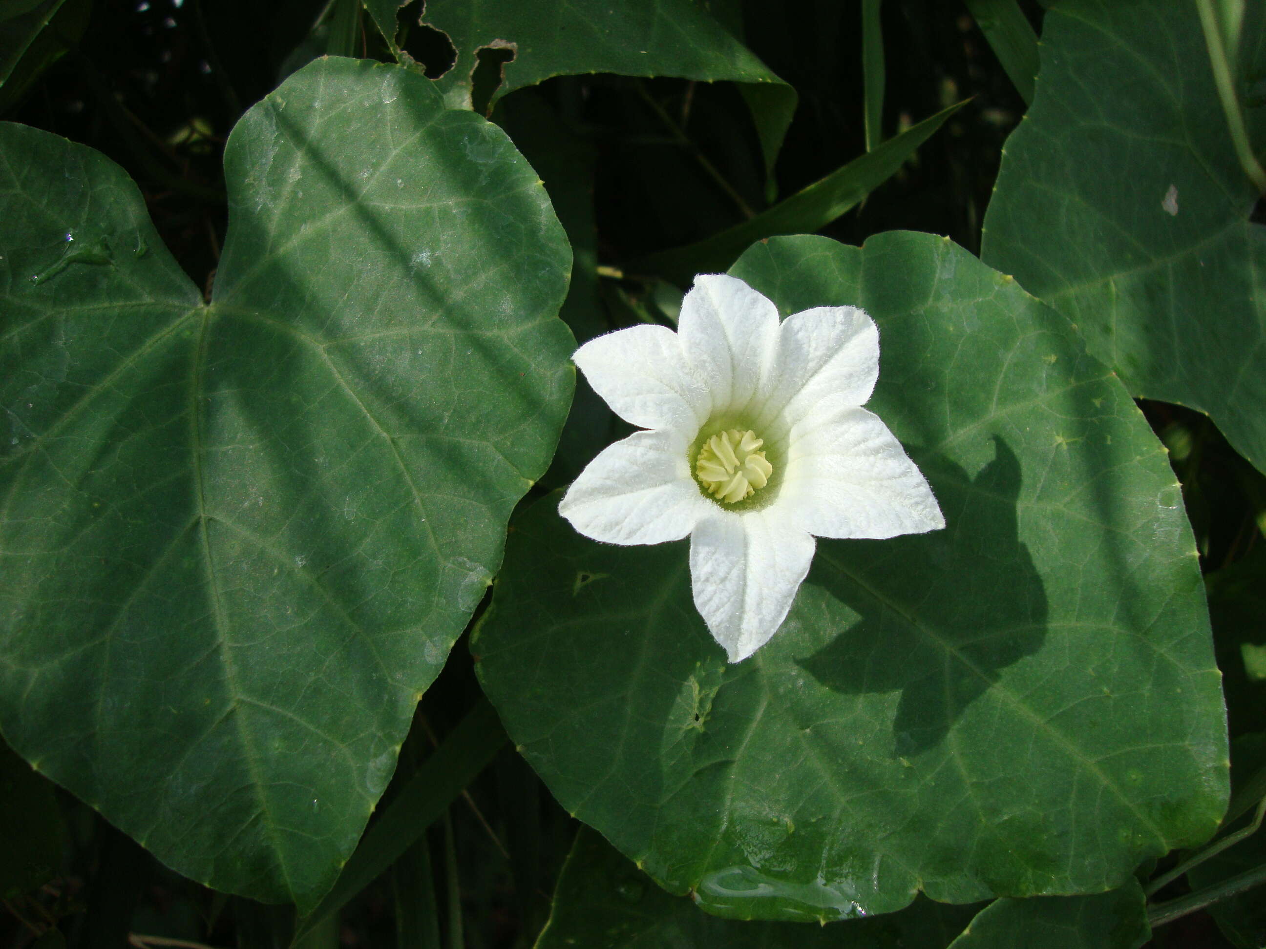 Image of ivy gourd