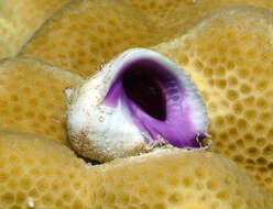 Image of purple coral snail