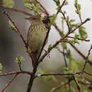 Locustella lanceolata (Temminck 1840) resmi