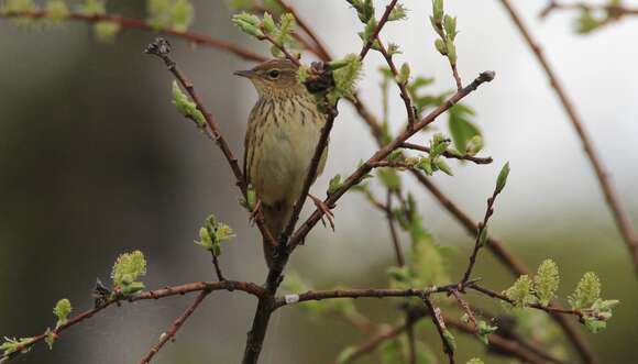 Image of Lanceolated Warbler